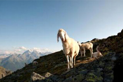 IMG__0005_csm_TVBStubaiTirol_Andre_Schoenherr_landscape10-lores_4afcb0947b